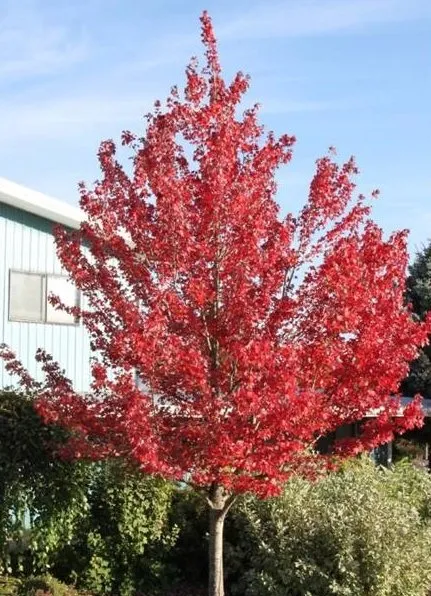 Red fall color of RedPointe Maple tree for sale near me in Lebanon PA.