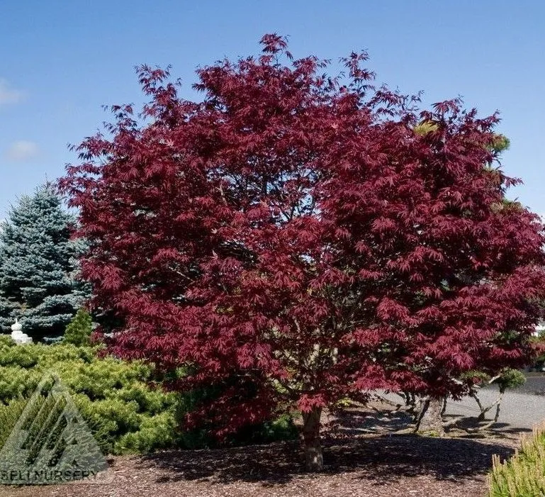 Fireglow Japanese Maple tree for sale near me in Lebanon PA.