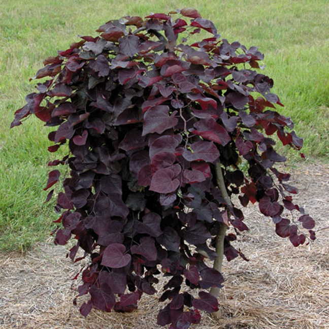 Ruby Falls Weeping Redbud tree for sale near me in Lebanon PA.