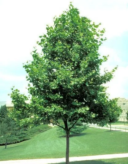 Exclamation London Planetree for sale near me in Lebanon PA.