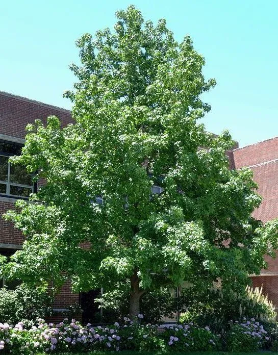 Hapdell Sweet Gum tree for sale near me in Lebanon PA.