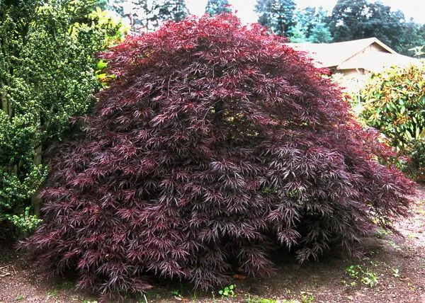 Red Dragon Weeping Japanese Maple tree for sale near me in Lebanon PA.