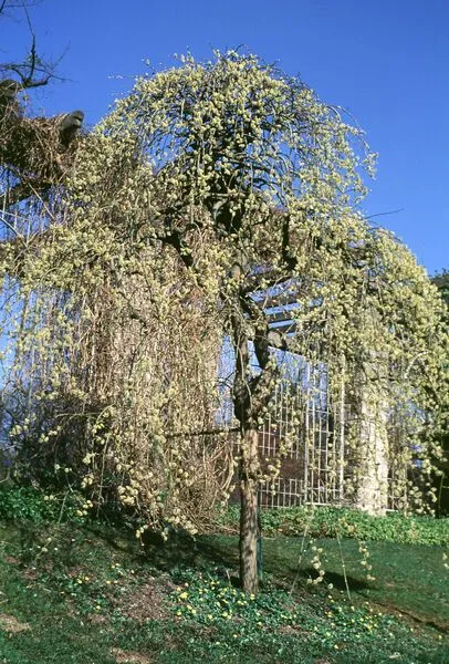 Flowers of Weeping Pussy Willow tree for sale near me in Lebanon PA.