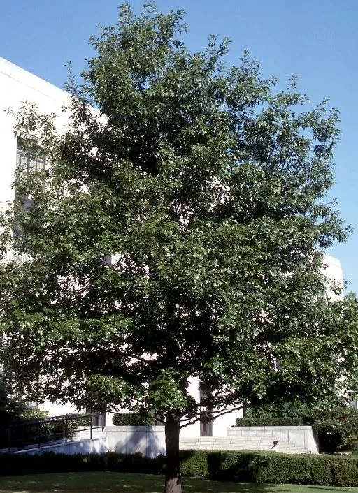 Red Oak tree for sale near me in Lebanon PA.