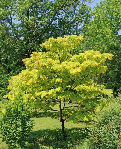 Rising Sun Redbud tree for sale near me in Lebanon PA.