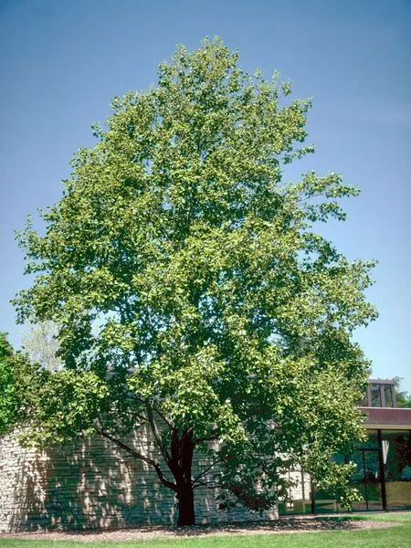 Dark green foliage of Tulip Poplar shade tree for sale near me in Lebanon PA.