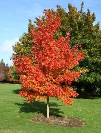 Orange/red fall color of a Fall Fiesta Sugar Maple tree for sale near me in Lebanon PA.