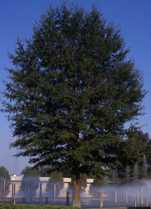 Willow Oak tree for sale near me in Lebanon PA.