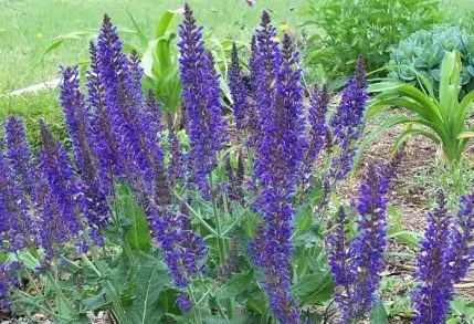 april night salvia plant for sale