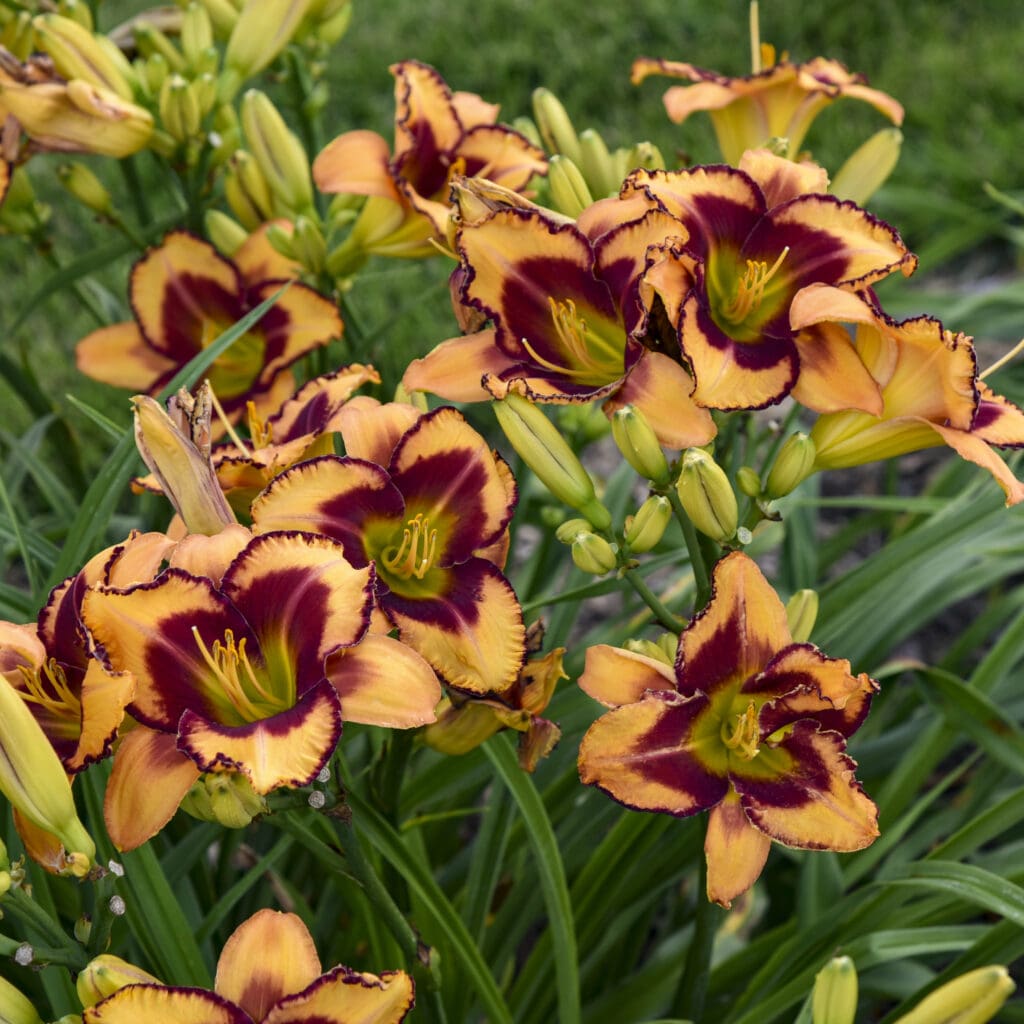 Erin Lea Daylily Plant - Nolt's Garden Center