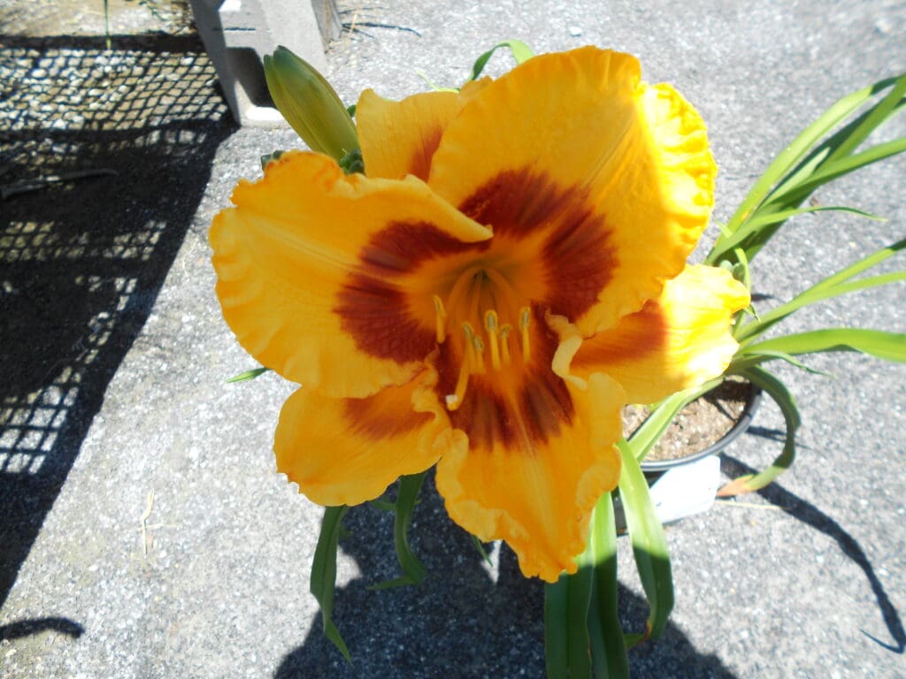 Erin Lea Daylily Plant - Nolt's Garden Center
