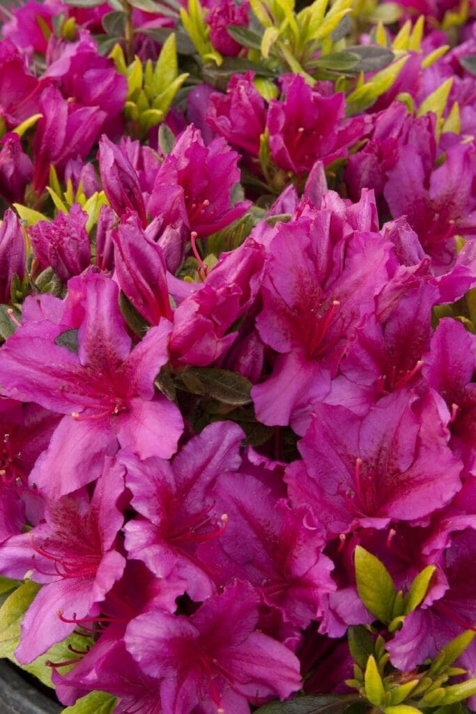 Purple flowers of a Girard's Fuchsia Azalea Plant for sale near me in Lebanon PA.