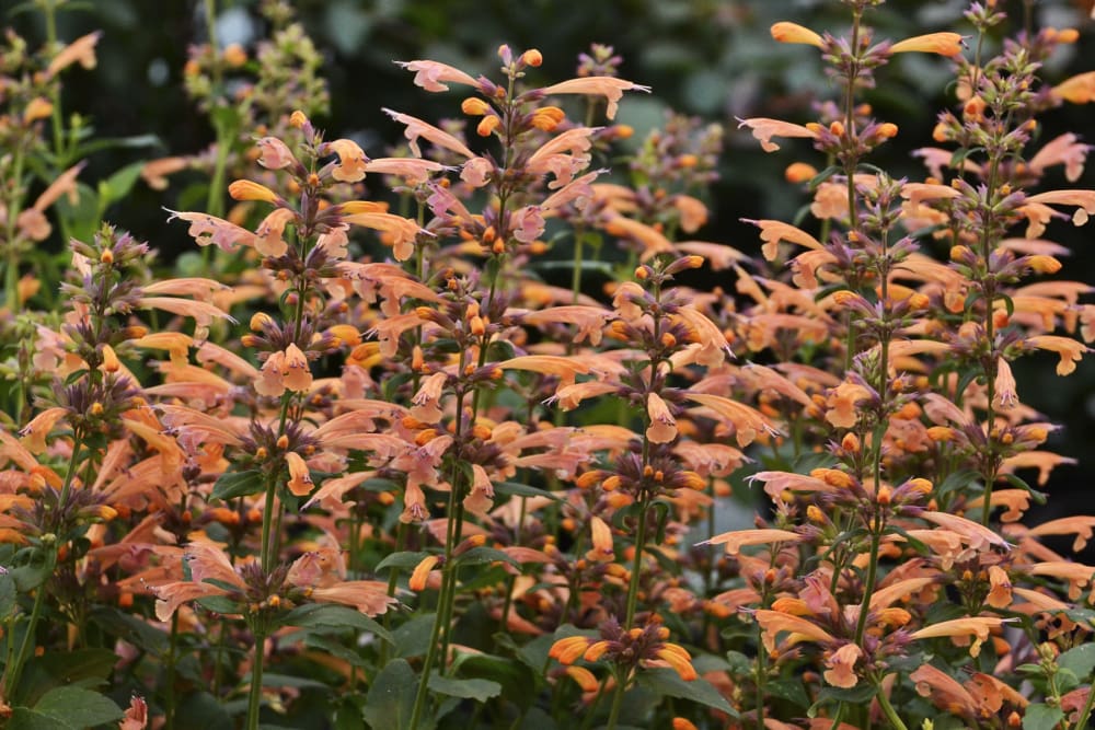 Orange flowers of Agastache Mango Tango Plants for sale near me in Lebanon PA.