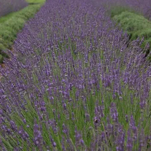 Purple flowers of PHENOMENAL® Lavender Plants for sale near me in Lebanon PA.
