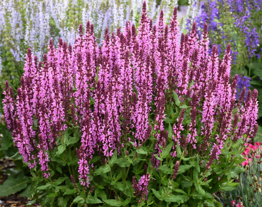 Rosy-pink flowers of Pink Profusion Salvia Plants for sale near me in Lebanon PA.