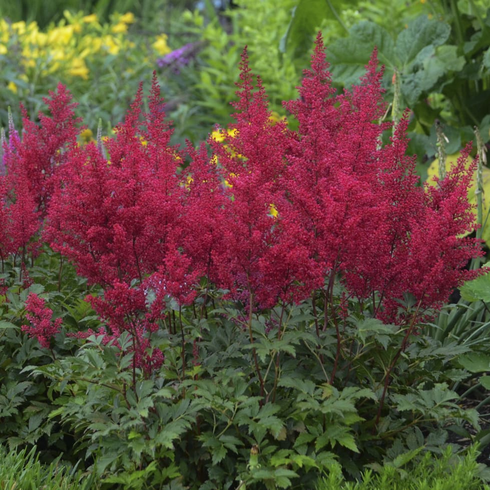 Red flowers of Astilbe Red Sentinel Perennial Plant for sale near me in Lebanon PA.