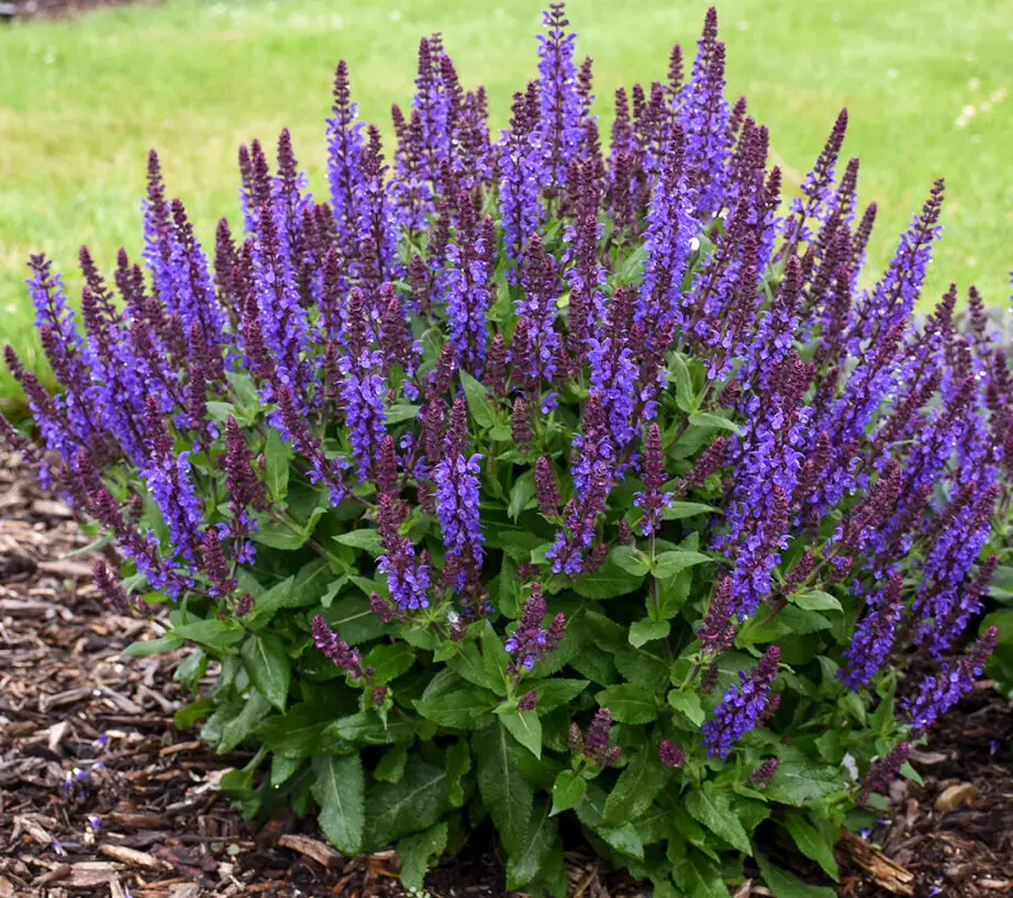 Violet-blue flowers of Violet Profusion Salvia Plants for sale near me in Lebanon PA.