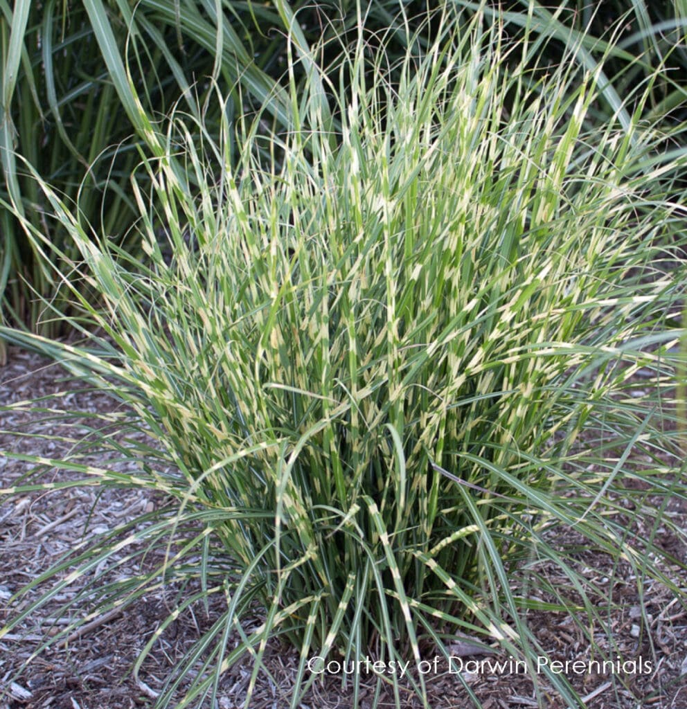 Variegated foliage of Bandwidth Zebra Grass plant for sale in Lebanon PA