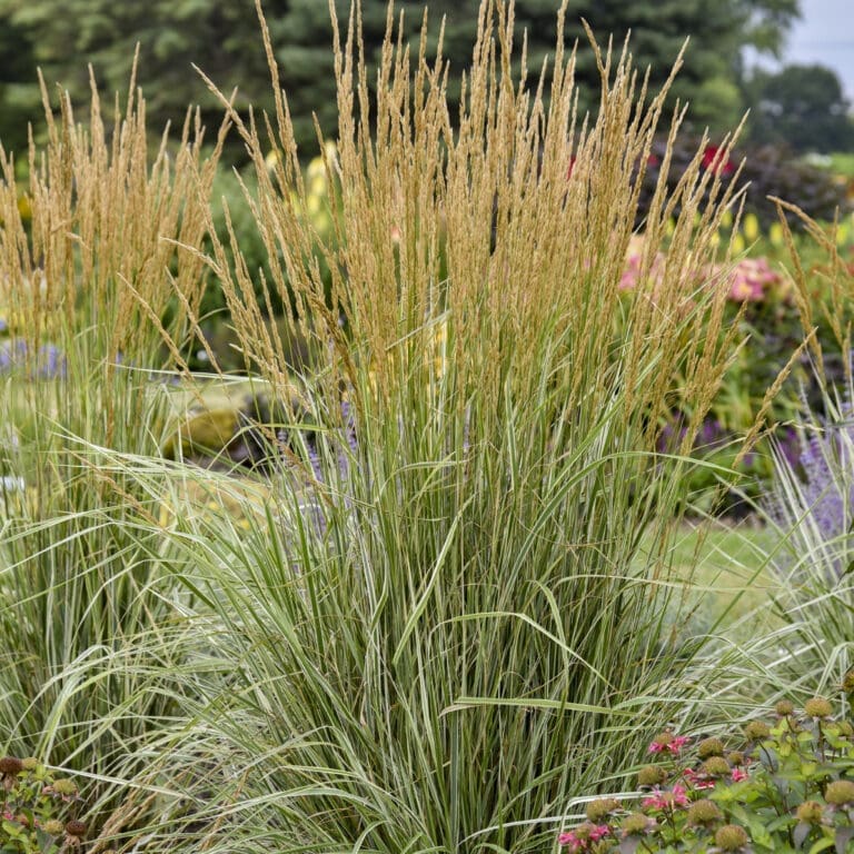 Calamagrostis Hello Spring