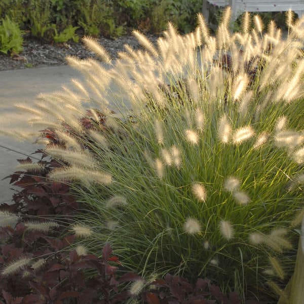 Plumes of Hameln Fountain Grass plant for sale in Lebanon PA