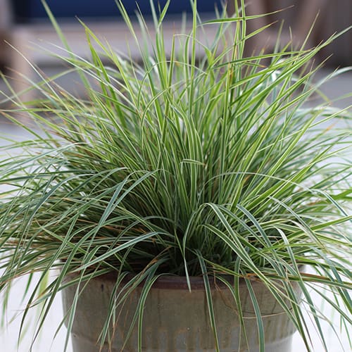 Hello Spring! Grass
