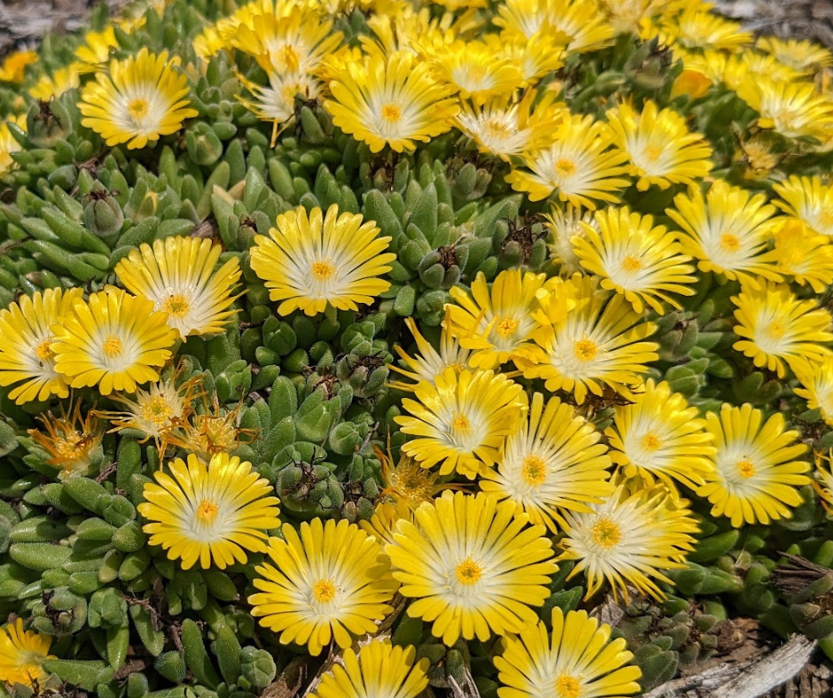 Yellow flowers of Mountain Dew Ice plant for sale in Lebanon PA