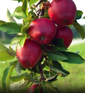 Apple fruit trees for sale