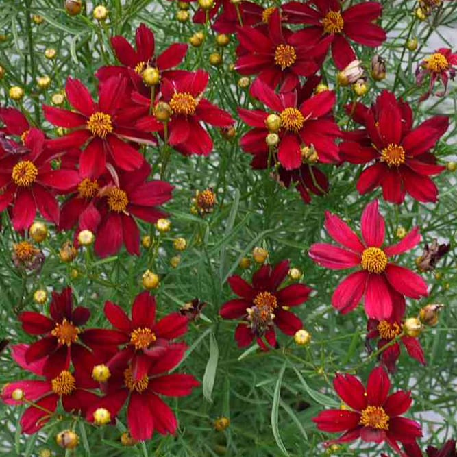 Red flowers of Red Satin Coreopsis plant for sale in Lebanon PA