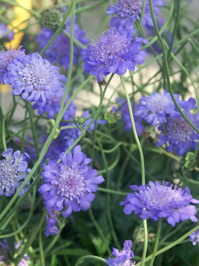Blue flowers of Butterfly Blue Pincushion Flower plant for sale in Lebanon PA