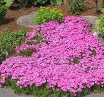Pink flowers of Drummonds Pink Creeping Phlox plant for sale in Lebanon PA