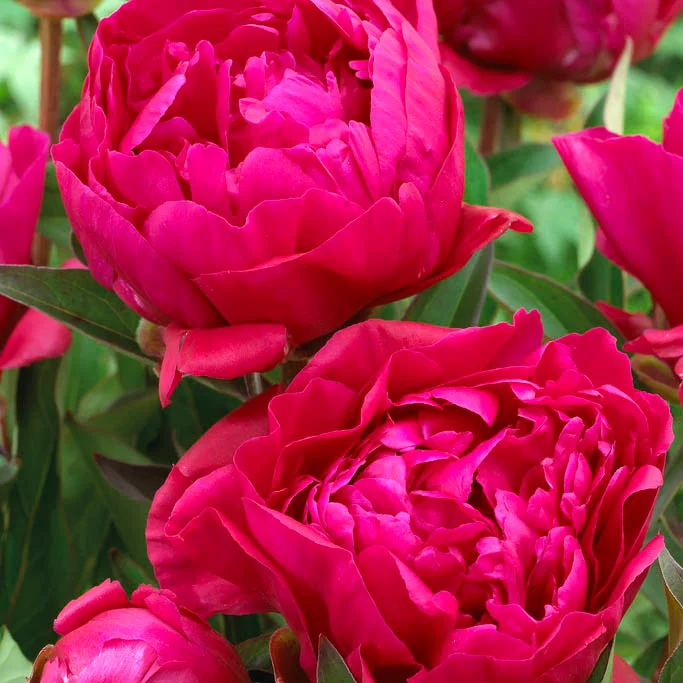 Red flowers of Karl Rosenfield Peony plant for sale in Lebanon PA