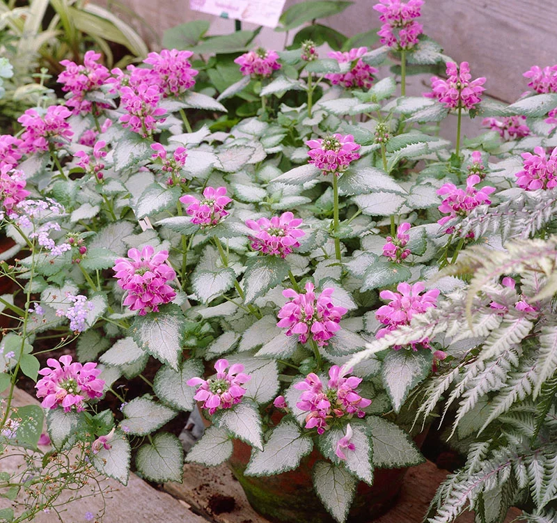 Purple flowers of Purple Dragon Lamium plant for sale in Lebanon PA