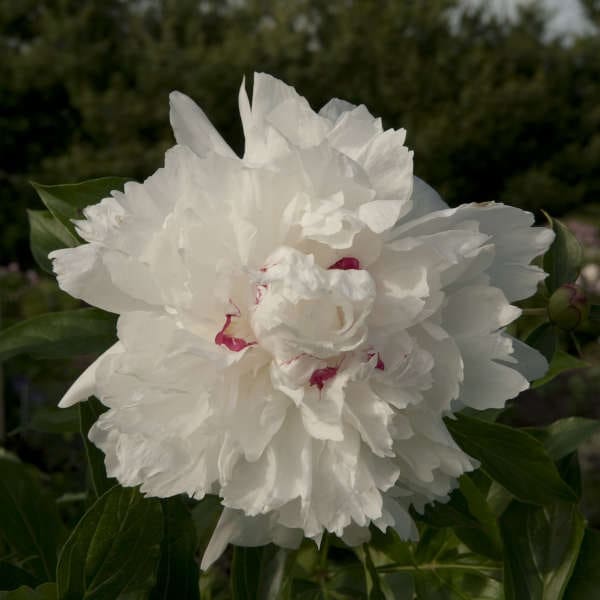 White flowers of Festiva Maxima Peony plant for sale in Lebanon PA