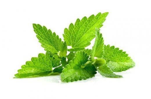 catnip herb plants for sale