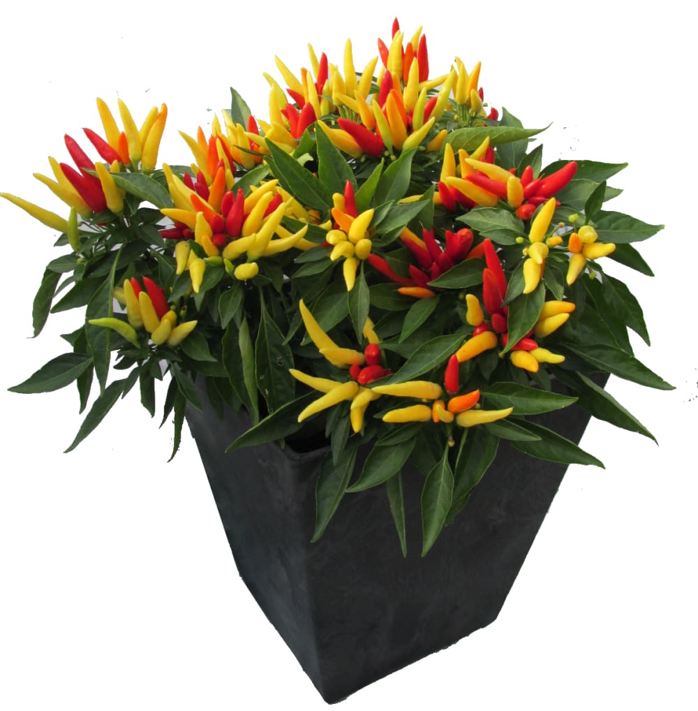 ornamental pepper chilly chili