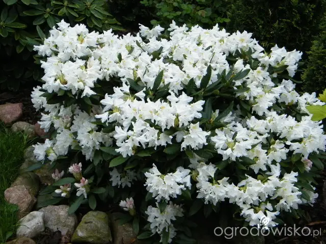 white flowers of Cunningham's white Rhododendron bush