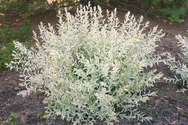 White Foliage of Dappled Willow Plant