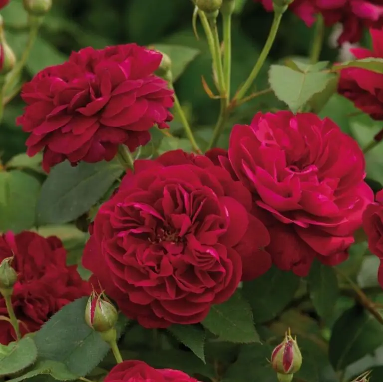 Darcey Bussell