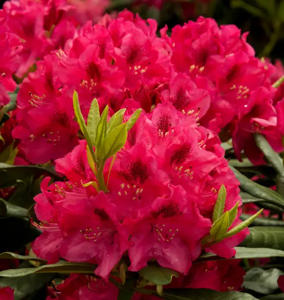 red flowers of Nova Zembla Rhododendron bush