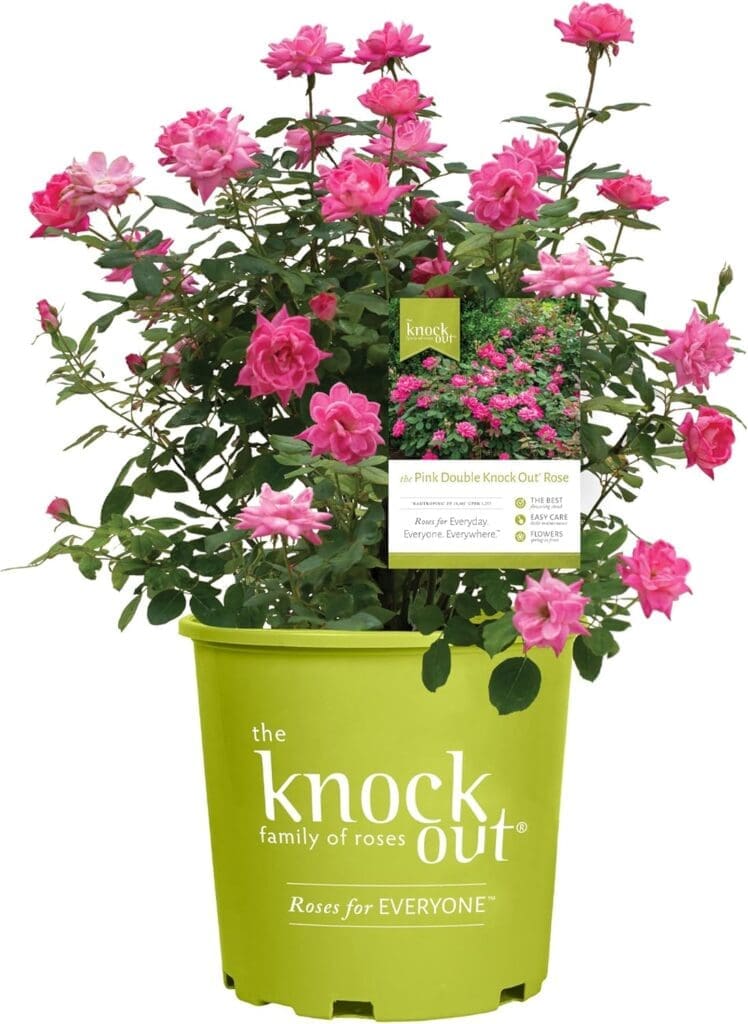 Knock Out Roses Container