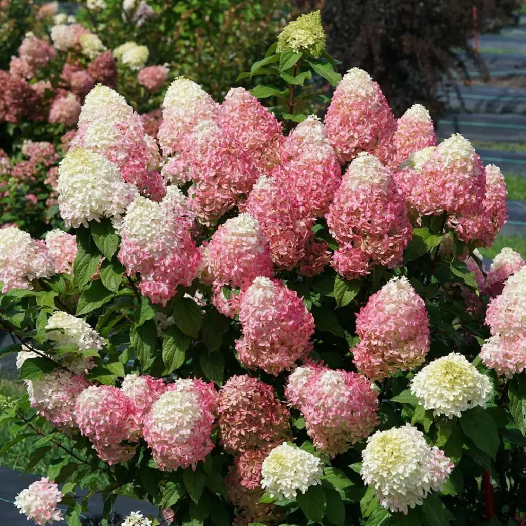 Quick Fire Fab Hydrangea