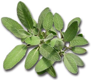 sage plants for sale