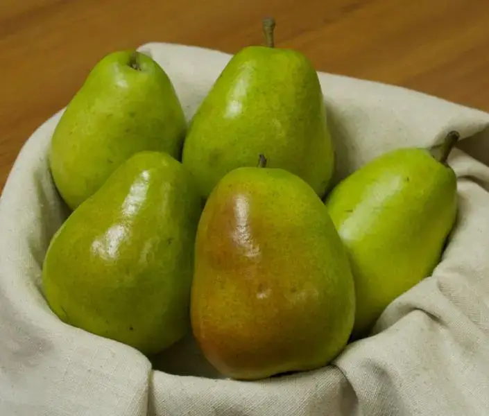 Anjou Pear