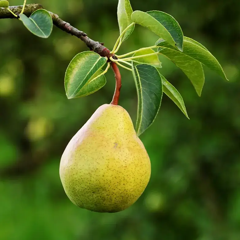 Bartlett Pear