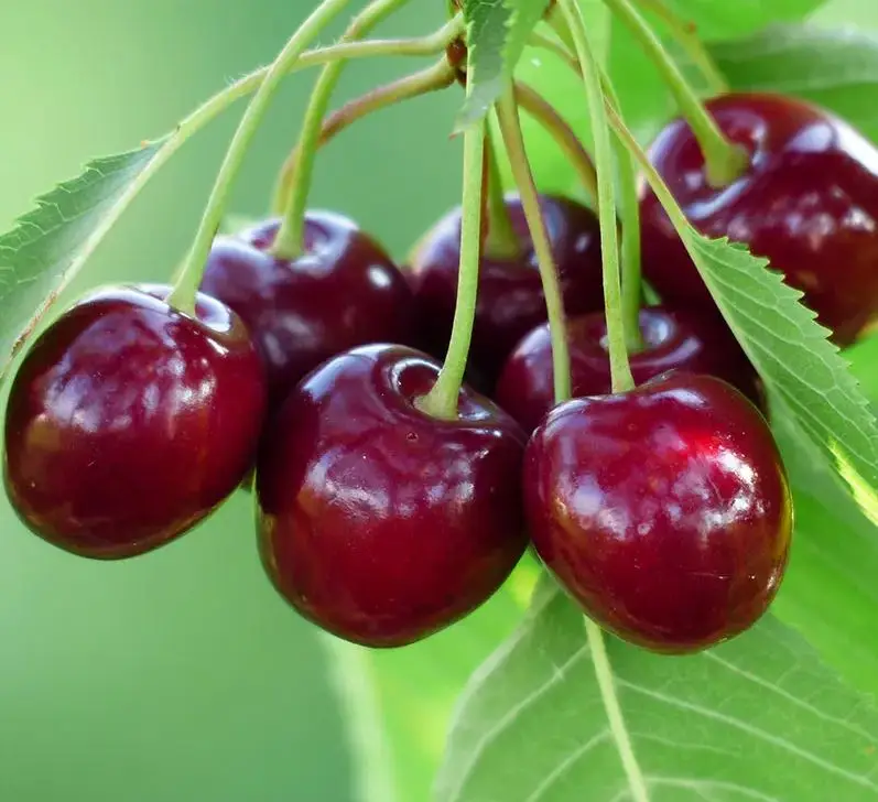 Bing Cherry