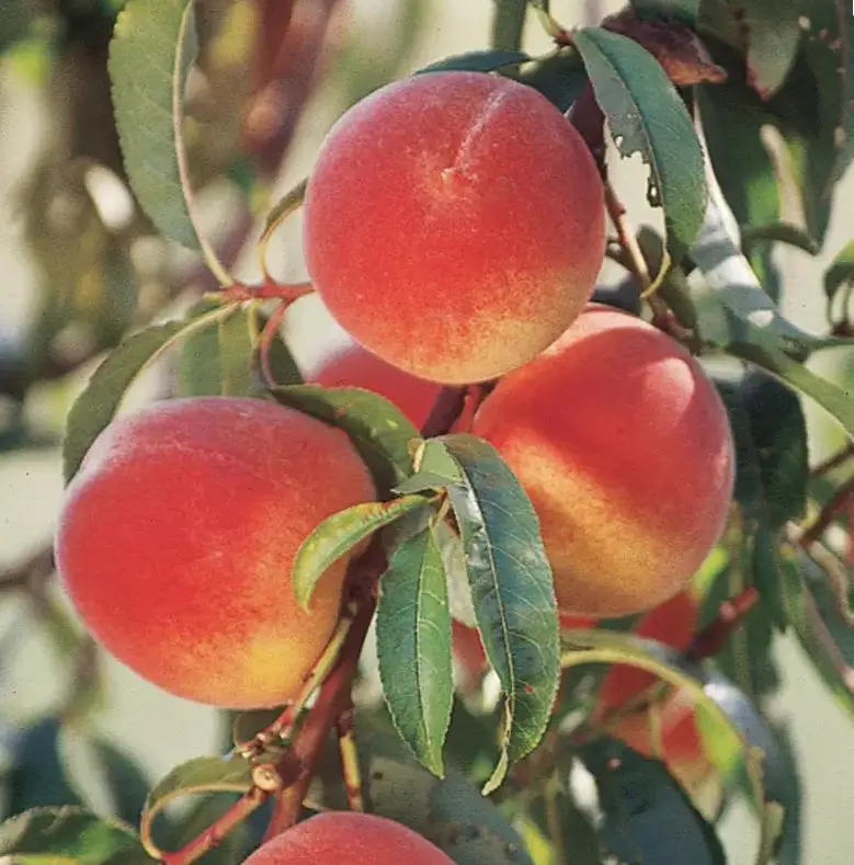 Fruit from Elberta Peach Tree