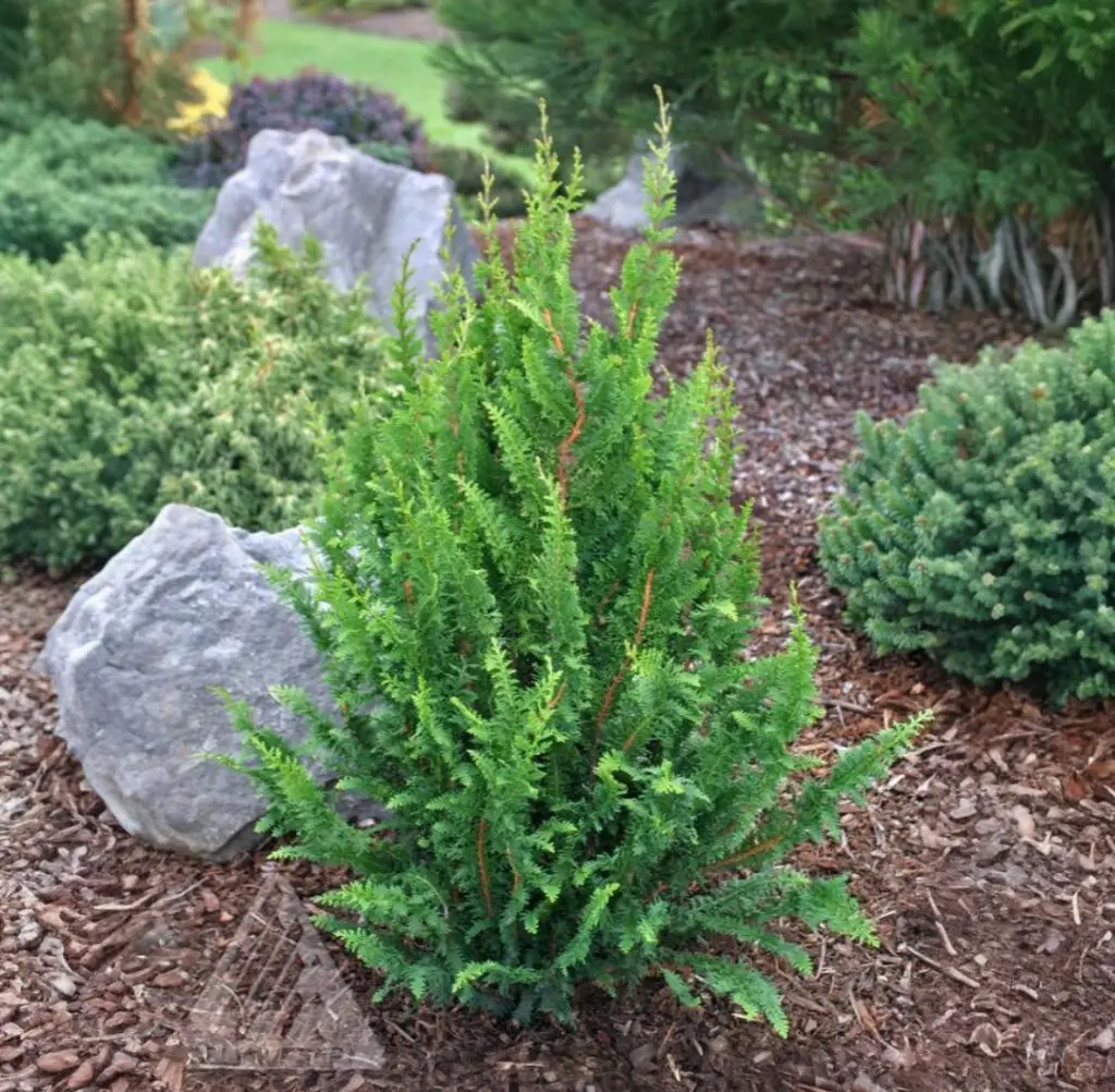 Golden Hinoki Cypress - Nolt's Garden Center