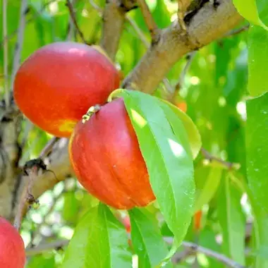 Flavortop Nectarine fruit tree
