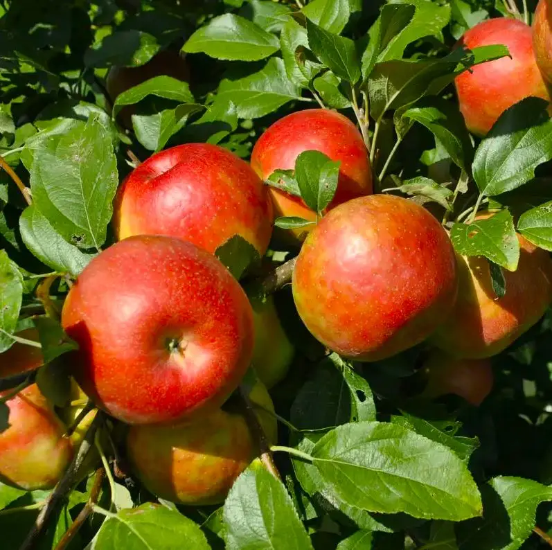 Honeycrisp Apple Tree