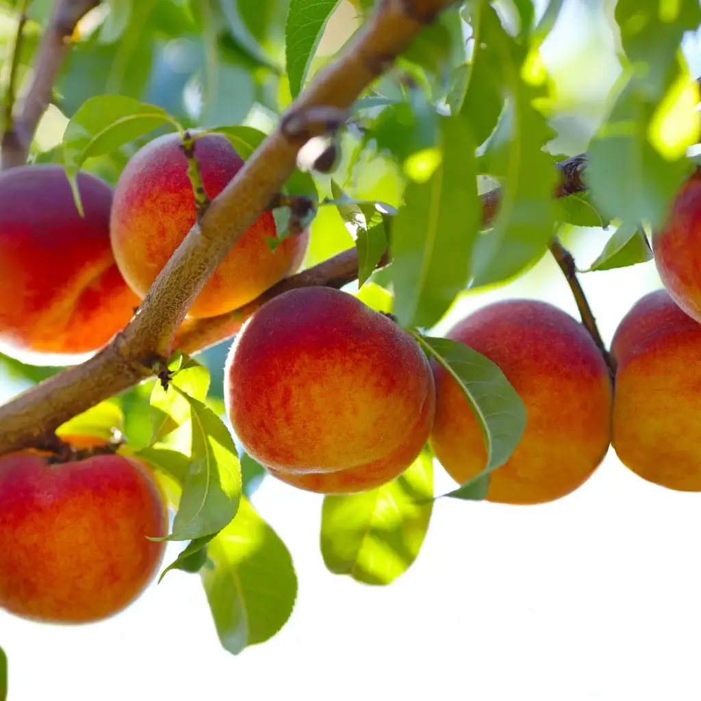 Redgold Nectarine